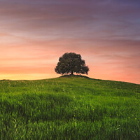 Buy canvas prints of Holm oak on top of the hill at sunset. Tuscany by Stefano Orazzini