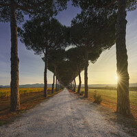 Buy canvas prints of Bolgheri pine tree lined road and vineyards at sunrise. Tuscany by Stefano Orazzini