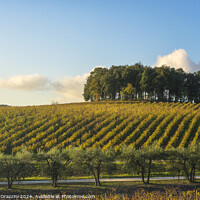 Buy canvas prints of Trees on a hill above a vineyard. Chianti, Tuscany by Stefano Orazzini