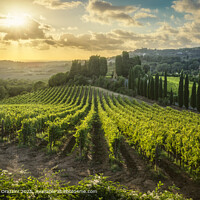 Tuscan Vineyard Sunset Landscape