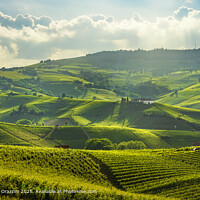Langhe Vineyards. Barolo Hills, Piedmont, Italy Landscape