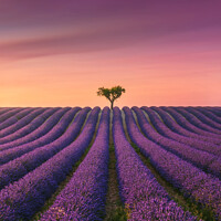 Provence Sunset, Valensole Lavender Field and a Lone Tree