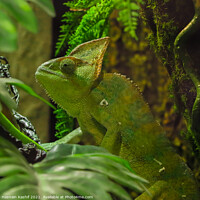 Buy canvas prints of Green chameleon sitting on a twig by Hasnain Kashif