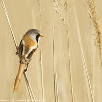 Buy canvas prints of Bearded tit on a reed stem by Keith Bowser