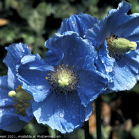 Buy canvas prints of 3 Blue poppies by Keith Bowser