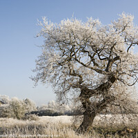 Buy canvas prints of Tree covered in frost by Keith Bowser
