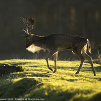 Buy canvas prints of Male Fallow deer  by Keith Bowser