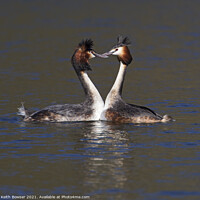 Buy canvas prints of Great Crested Grebes courting by Keith Bowser