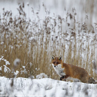 Buy canvas prints of Red Fox hunting in snow by Keith Bowser