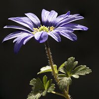 Buy canvas prints of Blue Anemone Blanda in close up by Keith Bowser