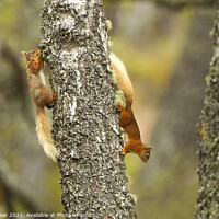 Buy canvas prints of Red squirrels running round an old tree by Keith Bowser