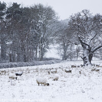Buy canvas prints of Sheep in winter snow by Keith Bowser