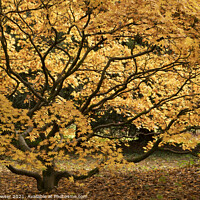 Buy canvas prints of Golden Acer Westonbirt by Keith Bowser