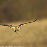 Buy canvas prints of Short eared Owl by Keith Bowser