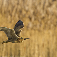 Buy canvas prints of Bittern in flight by Keith Bowser