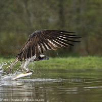 Buy canvas prints of Osprey catching trout by Keith Bowser