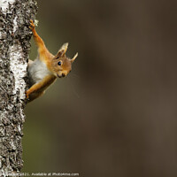 Buy canvas prints of Red squirrel peeking from behind a tree by Keith Bowser