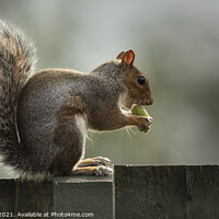 Buy canvas prints of A grey squirrel sitting on a fence by Keith Bowser