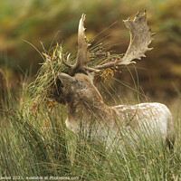 Buy canvas prints of Fallow deer in the rutting season by Keith Bowser