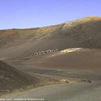 Buy canvas prints of Camel train crossing the Timanfaya National Park, Lanzarote by Keith Bowser