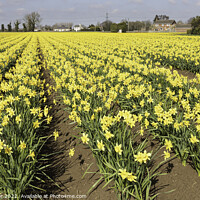 Buy canvas prints of Cultivated field of daffodils in full bloom by Keith Bowser