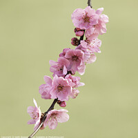 Buy canvas prints of Pink cherry blossom on a single branch by Keith Bowser