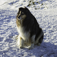 Buy canvas prints of Rough collie sitting on snow at the Malvern Hills by Keith Bowser