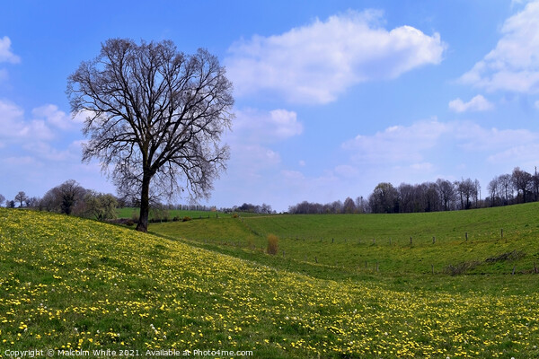 Spring Tranquility Pasture Orne France Picture Board by Malcolm White