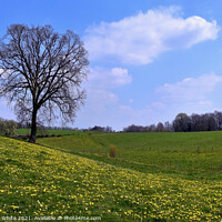 Buy canvas prints of Spring Tranquility Pasture Orne France by Malcolm White