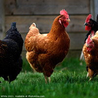 Buy canvas prints of Chickens . Manche. Northern France. by Malcolm White