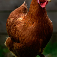 Buy canvas prints of Farm Chickens portrait on the run by Malcolm White