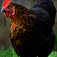 Buy canvas prints of Farm Chicken Portrait by Malcolm White