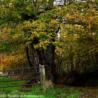 Buy canvas prints of Colours of Autumn. Secluded Rural Track by Malcolm White