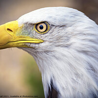 Buy canvas prints of Bald Eagle by Neil Hall