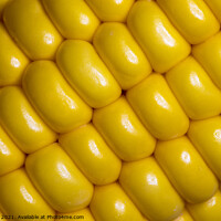 Buy canvas prints of Corn on the Cob by Neil Hall