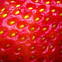Buy canvas prints of Strawberry by Neil Hall