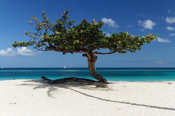 Tree on a Caribbean Beach Picture Board by John Gilham