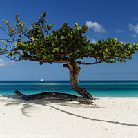Buy canvas prints of Tree on a Caribbean Beach by John Gilham
