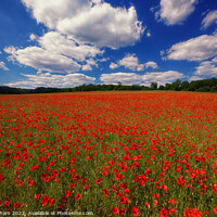 Buy canvas prints of Poppy Field in The Gargen of England Kent UK by John Gilham