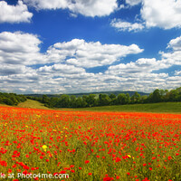 Buy canvas prints of Poppy Panorama - Kent UK by John Gilham