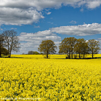 Buy canvas prints of Outdoor field of rapeseed in full bloom in Kent UK by John Gilham