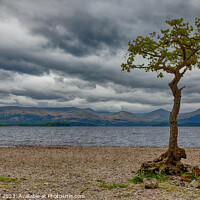 Buy canvas prints of Lone Tree on Loch Lomond in Scotland by John Gilham