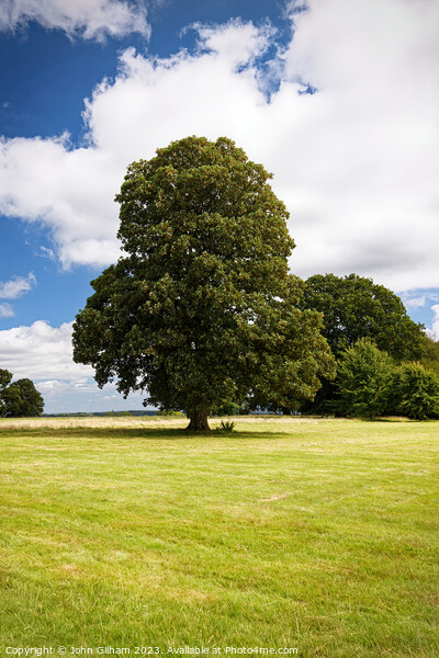 A mature tree in full leaf in an English meadow Picture Board by John Gilham