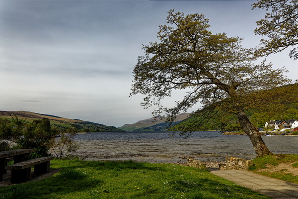 A majestic tree on the shore of Loch Tay in Scotland UK Picture Board by John Gilham