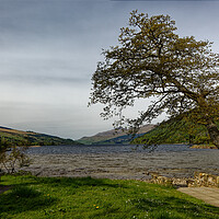 Buy canvas prints of A majestic tree on the shore of Loch Tay in Scotland UK by John Gilham
