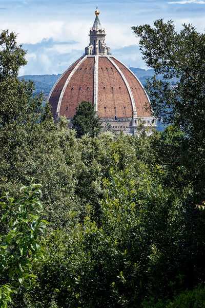 A peek through the trees at the Duomo in Florence Italy Picture Board by John Gilham