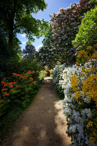Rhododendron Path at Leonardslee Picture Board by John Gilham