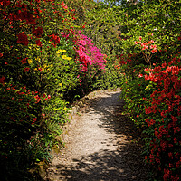 A walk in an English Garden