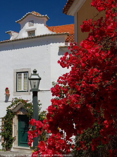 Vibrant Bougainvillea in Cascais Picture Board by Dudley Wood