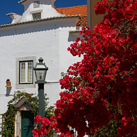 Buy canvas prints of Vibrant Bougainvillea in Cascais by Dudley Wood